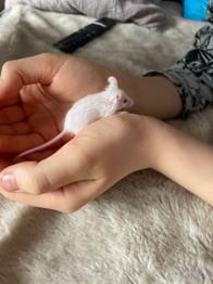 darujem myšky ako domácich miláčikov